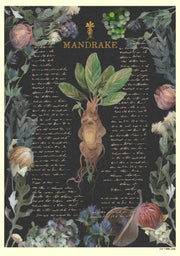 Men's Harry Potter Mandrake Root Recipe  Adult T-Shirt